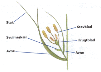 Opbygning af en grs-blomst