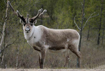 Rensdyr - foto lnt fra www.norfolkbirding.com