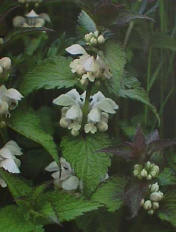 dvnlde med store, hvide blomster